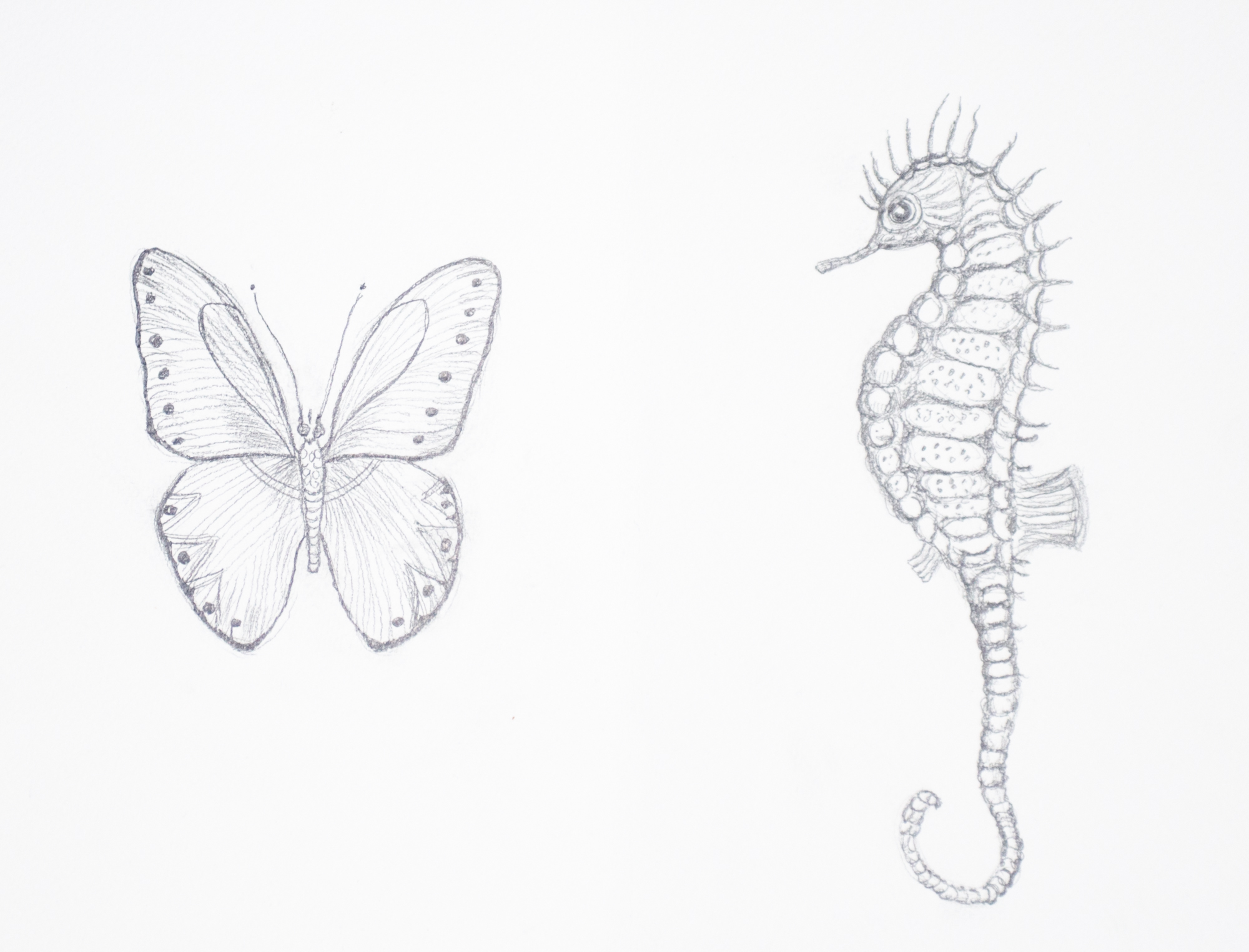 Butterfly and seahorse