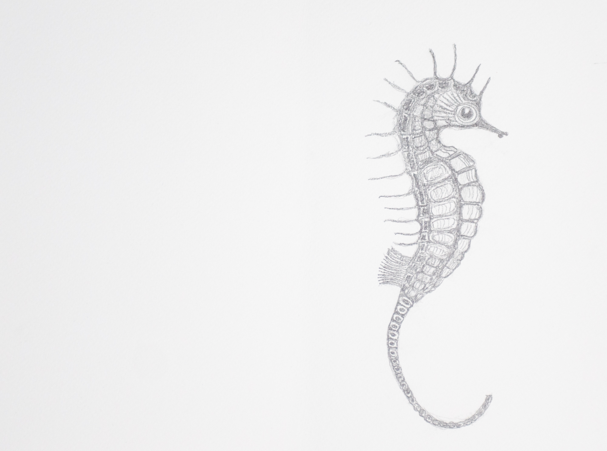 Seahorse